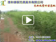 公司視頻